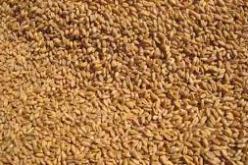 الجزائر تغتنم فرصة انخفاض الاسعار لاستيراد الشعير و القمح اللين