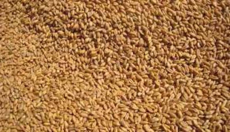 الجزائر تغتنم فرصة انخفاض الاسعار لاستيراد الشعير و القمح اللين