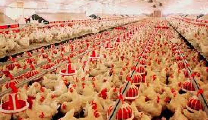 إعادة تأهيل 400 مزرعة لتربية البقر و الدواجن