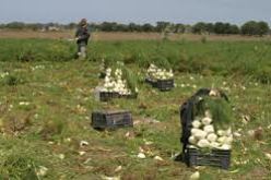 خطر التلف يهدد 1 مليون قنطار من منتوج البصل بمعسكر