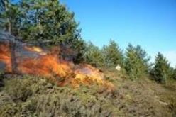 النيران تلتهم 240 هكتارا من الغطاء النباتي خلال شهر اوت في المدية