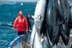 الجزائر تتفاوض مع إيكات من  أجل زيادة حصتها في مجال صيد التونة