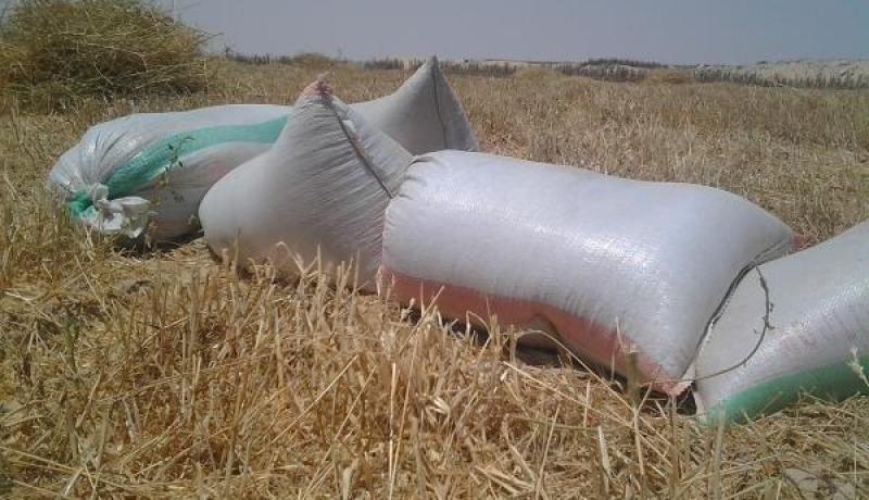 ارتفاع قوي لفاتورة واردات القمح في نهاية اوت الفارط