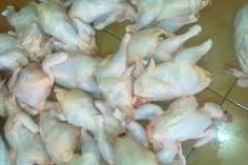 حجز أزيد من قنطار من الدجاج الفاسد بولاية ورقلة