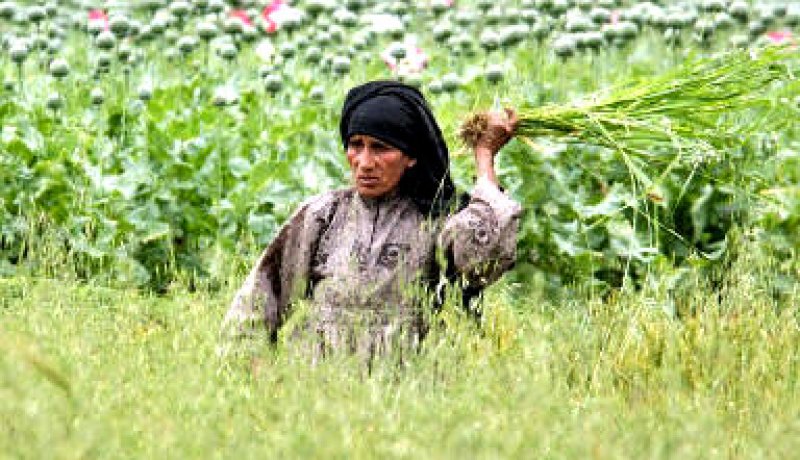 الأمم المتحدة تصنف المغرب كأكبر منتج عالمي للحشيش
