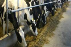 تزايد في انتاج الحليب والزراعة المحمية وغرس الأشجار المثمرة بولاية المسيلة