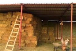 إنتاج أزيد من 1.245 مليون قنطار من الأعلاف بغليزان