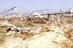 استقبال ما يقارب 300 طلب لمنتجي الحبوب للتعويض عن أضرار الجفاف بقالمة