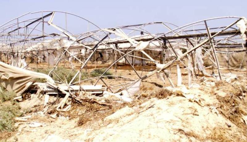 استقبال ما يقارب 300 طلب لمنتجي الحبوب للتعويض عن أضرار الجفاف بقالمة