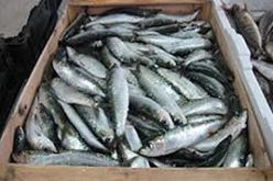 حجز وتدمير 1800 كلغ من السردين غير صالح للإستهلاك بحاسي الغلة في عين تيموشنت