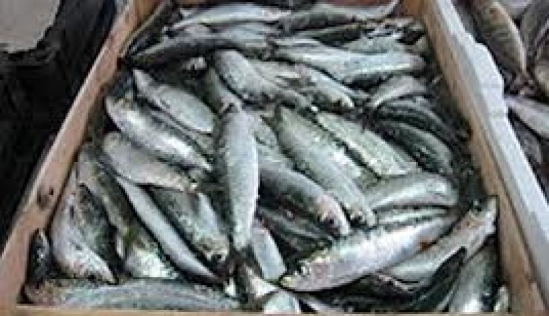 حجز وتدمير 1800 كلغ من السردين غير صالح للإستهلاك بحاسي الغلة في عين تيموشنت