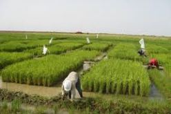 دورة تكوينية في كوريا الجنوبية لفائدة 13 إطارا جزائريا في التنمية الريفية