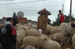 رش مبيدات على الاراضي الفلاحية يؤدي إلى موت المواشي و الابقار في بشار