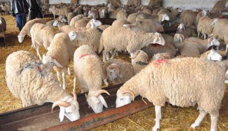 تلقيح قرابة 153 ألف رأس من الغنم ضد داء الجدري بتيسمسيلت