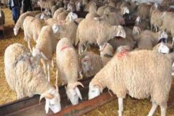 تلقيح أكثر من 150 ألف رأس من الغنم والماعز في حملة جديدة بالمدية