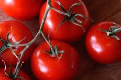 إنتاج قرابة 800 ألف قنطار من الطماطم بمستغانم