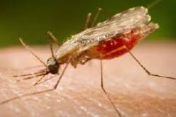 المصالح الطبية بغرداية تكشف عن حالة ملاريا في عين صالح