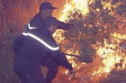 تسجيل انخفاض محسوس في المخالفات الغابية بالبليدة