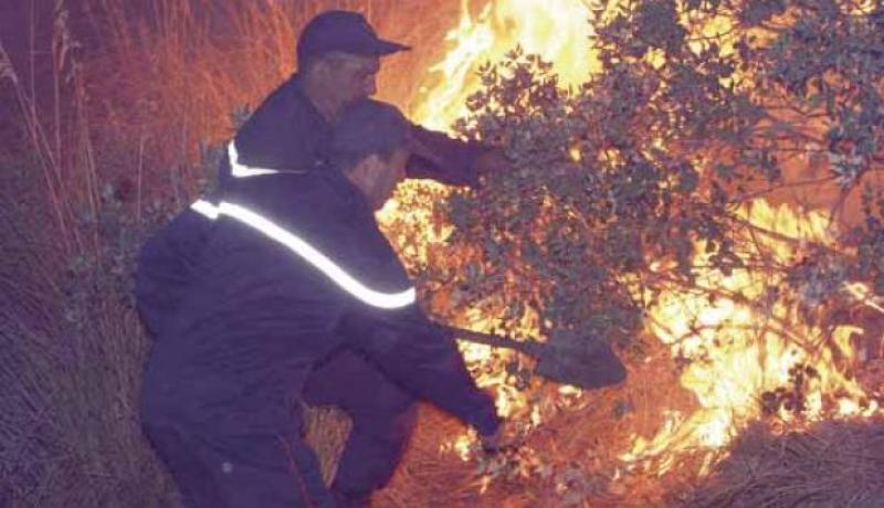 تسجيل انخفاض محسوس في المخالفات الغابية بالبليدة