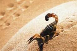 حملة تحسيسية ببسكرة حول أهمية الوقاية من التسمم العقربي