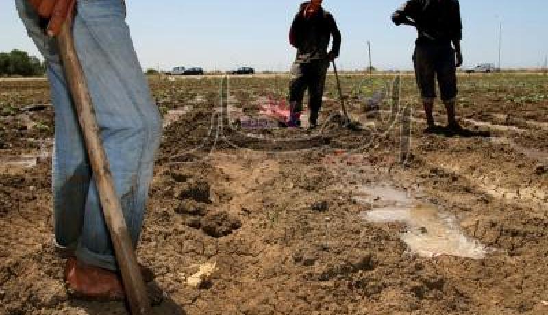صندوق التعاضد الفلاحي بباتنة يراهن على تحقيق 300 مليون د.ج في آفاق 2015