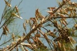 الجراد يلحق أقصى الجنوب