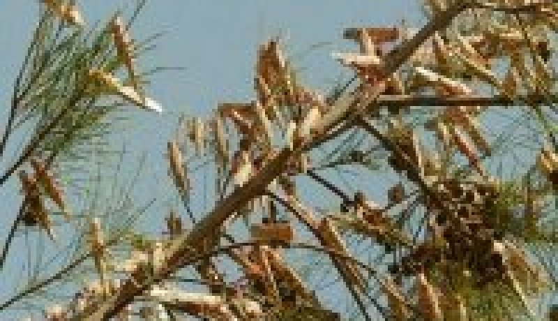 الجراد يلحق أقصى الجنوب