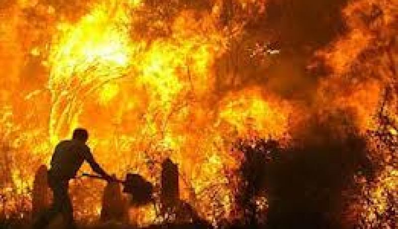 الحرائق تتلف عشرات الهكتارات من الغابات ومئات الهكتارات من المحاصيل الزراعية بسبب الحرارة