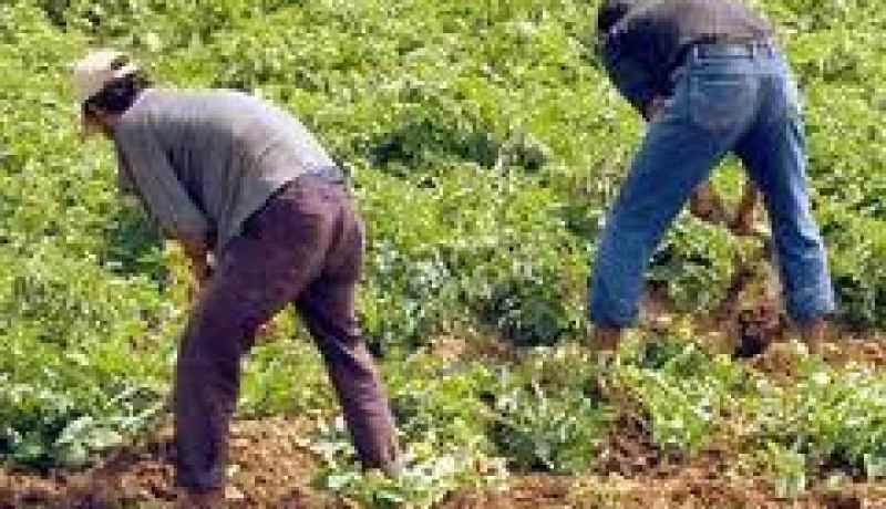 مسؤول يدعو الى ضرورة التشاور بين متعاملي الفلاحة و الصناعة للتكفل بالإنتاج الفلاحي