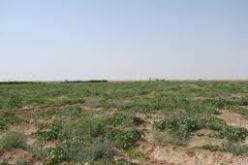 المؤسسات التركية مستعدة لاقامة شراكة مع المؤسسات الصغيرة و المتوسطة الجزائرية في إنتاج البذور