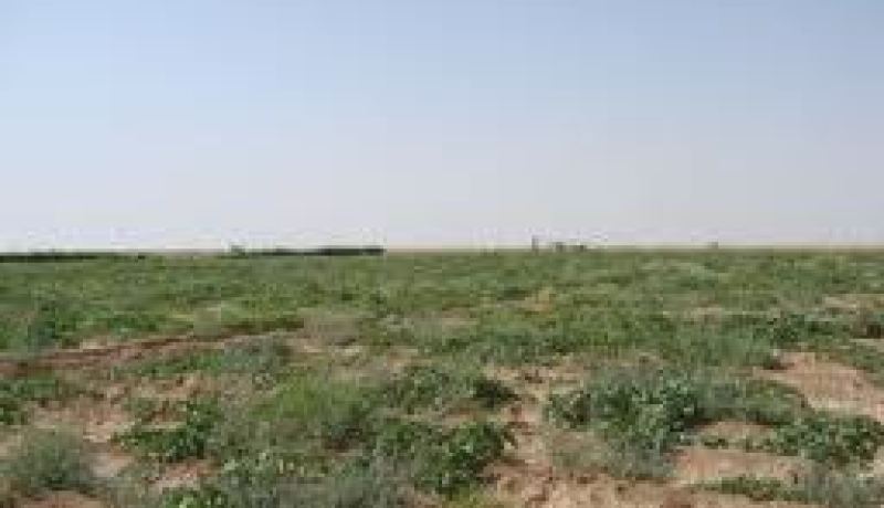 المؤسسات التركية مستعدة لاقامة شراكة مع المؤسسات الصغيرة و المتوسطة الجزائرية في إنتاج البذور