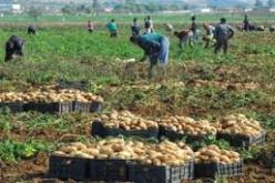 القطاع الفلاحي يبقى أهم المشغلين لليد العاملة بالمدية