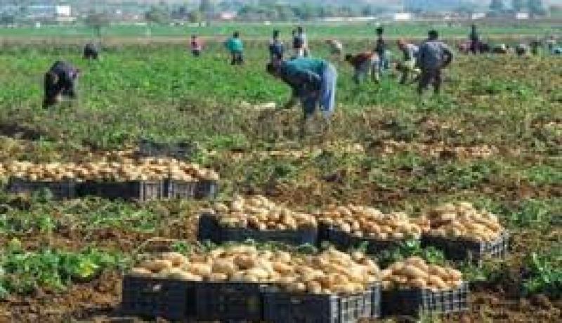 القطاع الفلاحي يبقى أهم المشغلين لليد العاملة بالمدية