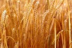 حريق في 7 هكتارات من الشعير ببلدية عقاز في معسكر