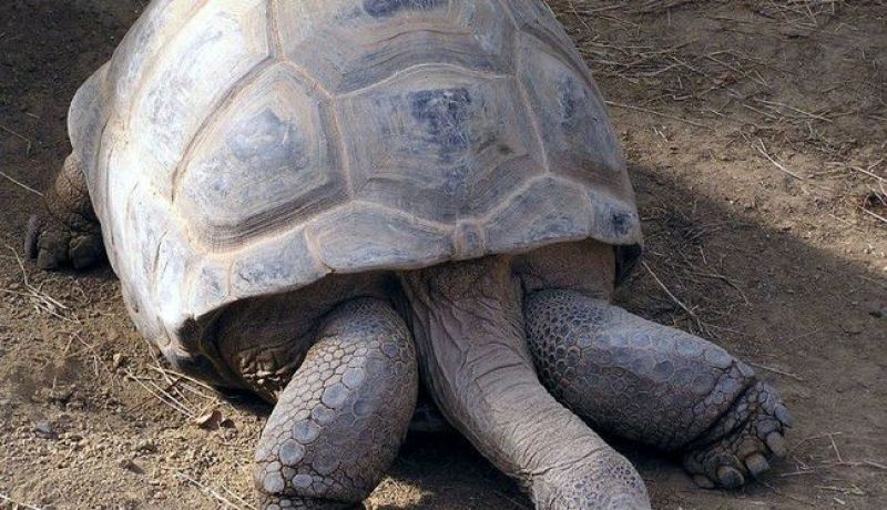 أمواج البحر ترمي بسلحفاة ضخمة بأحد شواطئ جيجل