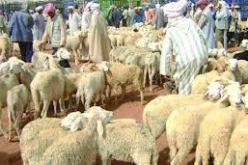 تفكيك جماعة أشرار تورطت في عدة عمليات لسرقة المواشي