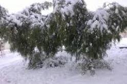 تساقط أولى الثلوج على أعالي جبال خنشلة