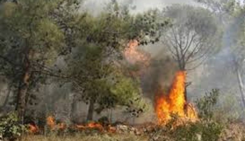 حريق يتلف أكثر من 20 هكتارا من محصول القمح الصلب بتيسمسيلت