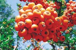 الغرفة الجزائرية للتجارة و الصناعة تدعو المؤسسات الجزائرية الى المشاركة في الصالون الدولي للفواكه ببرلين