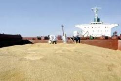 تعاون بين محافظة السهوب لسعيدة ومعهد البحث الفلاحي بسيدي بلعباس في مجال الحبوب