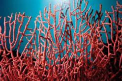 استئناف صيد المرجان سنة 2014 بعد توقف للنشاط دام 13 سنة