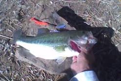 دراسة من أجل تكثيف نوع سمك البلاك باس الذي يعيش بالمسطحات المائية بمعسكر