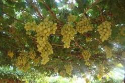 كروم واعدة تزدهر بجنوب ولاية غرداية