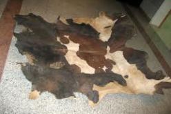 أزيد من 760 ألف دولار عائدات صادرات الجلود من المسيلة نحو الخارج