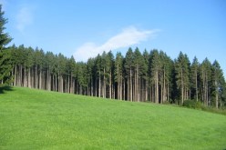 بن عيسى يصرح أن السد الأخضر نجاح ومكسب يتطلب صيانة دورية