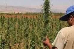 حجز حوالي 78 طنا من القنب الهندي خلال السداسي الأول من سنة 2013