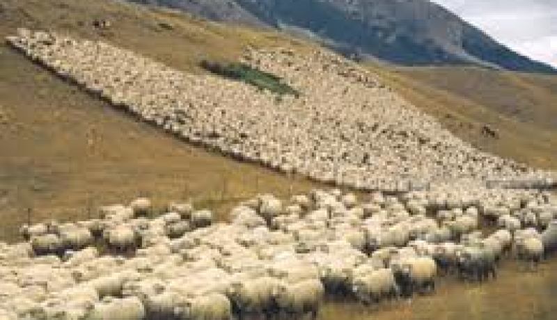 احباط بتبسة محاولة تهريب 100 رأس من الغنم نحو تونس