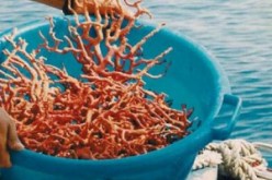 توقيف شخصين متلبسين بمحاولة الصيد غير الشرعي للمرجان بمنطقة الدراوش بالطارف