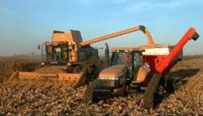 توقع إنتاج 120 ألف قنطار من الحبوب خلال حملة الحصاد الجارية بولاية البيض