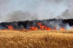 الحرائق تتلف أزيد من 180 هكتار من المحاصيل الزراعية منذ جوان بتيسمسيلت